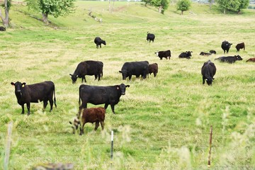 Beef Cattle