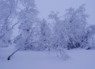 Norefjell / Norway: Bizarre and mystic winter landscape in the fjell region on a foggy day in February