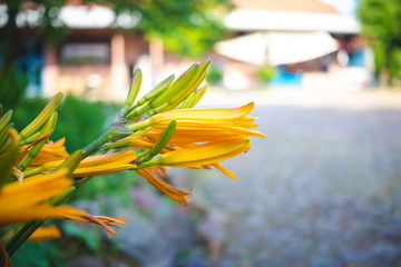 Yellow flower in farm courtyard with blurred background