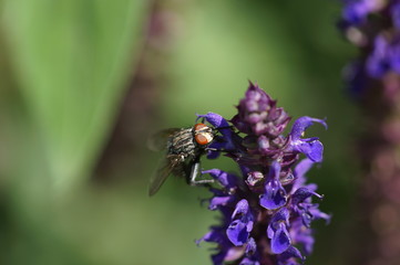 Fliege auf Lavendel