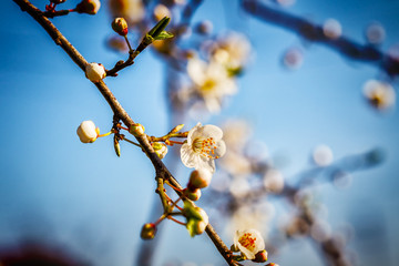 blossoming tree brunch with white flowers at spring