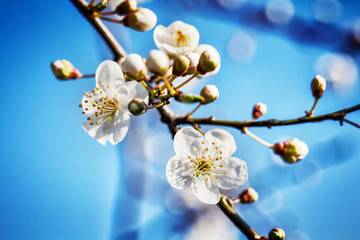 blossoming tree brunch with white flowers at spring