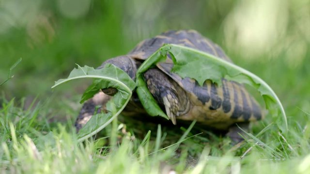 Griechische Landschildkr&ouml;te beim fressen