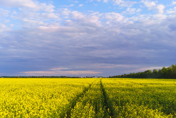 Obraz premium Mustard field in summer in cloudy weather