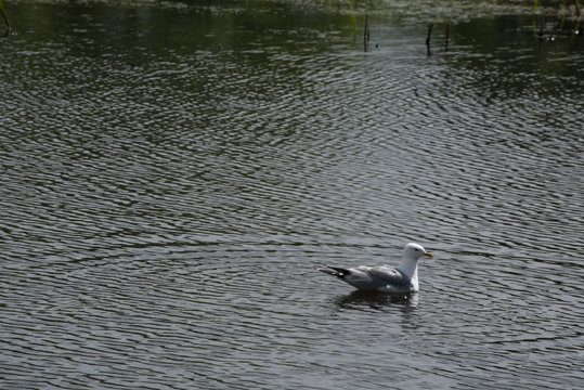 seagull at a pond