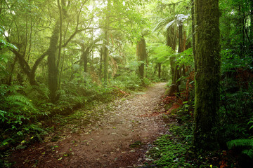 Forest walking trail
