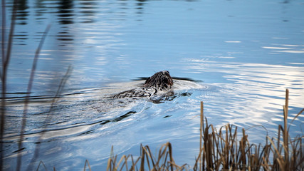 Beaver on the Chatanika
