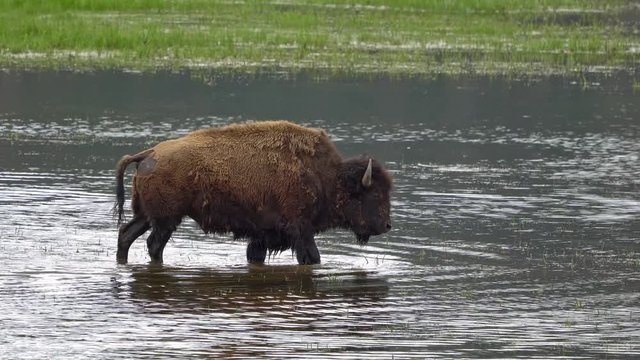 Bison wading through water in grassy field in Lamar Valley, Yellowstone.