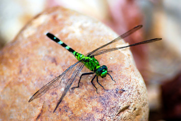 Common Green Darner perched on rock