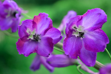 beautiful gentle blue with purple delphinium flowers on a green blurred background. bright summer natural composition