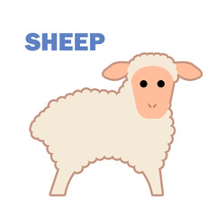 Farm animal sheep isolated