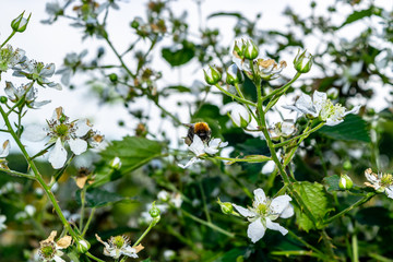 Bumblebee on a Hip Rose
