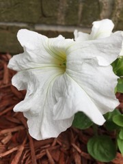 Fototapeta na wymiar White flower 