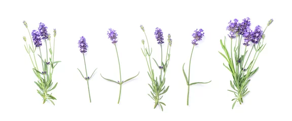  Floral banner plat Lavendel bloemen © LiliGraphie