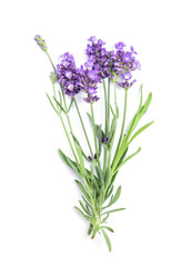 Lavender flower bunch white background Fresh herbs