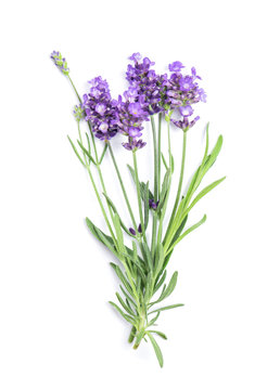 Lavender flower bunch white background Fresh herbs