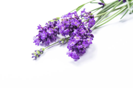 Lavender flower isolated white background