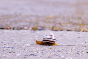 Lonely snail crawl along the way