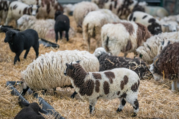 Crowd of sheeps standing inside barn