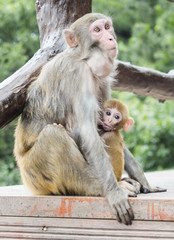 Obraz premium A monkey feeding her baby at Yuanjiajie Mountain, Wulingyuan Scenic Area, Zhangjiajie National Forest Park, Hunan Province, China, Asia