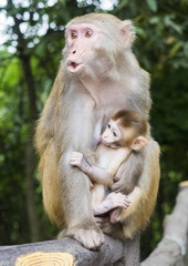 A monkey feeding her baby at Yuanjiajie Mountain, Wulingyuan Scenic Area, Zhangjiajie National Forest Park, Hunan Province, China, Asia