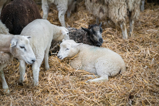 Little baby sheeps inside barn