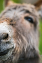 Closeup of a face of a furry donkey