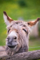 Closeup of a face of a furry donkey
