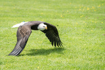 Bald eagle flying low over the ground