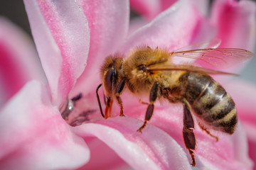 Bee on a pink flower collecting pollen and gathering nectar to produce honey in the hive