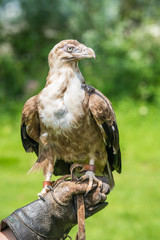 Falcon hawk bird sitting on falconers hand