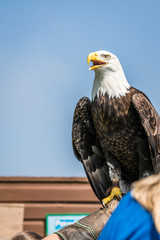 Bald eagle sitting on a trainer hand