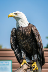 Bald eagle sitting on a trainer hand