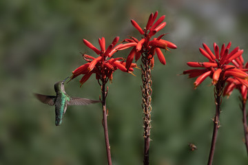 Hummingbird red flowers garden scene.