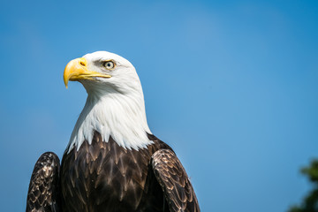 American bald eagle portrait