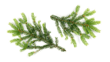 Fototapeta na wymiar Green Spruce Twigs Isolated