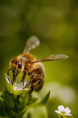 Bee on a white flower collecting pollen and gathering nectar to produce honey in the hive