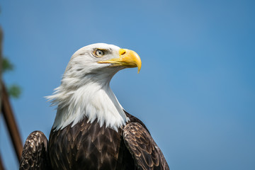 American bald eagle portrait