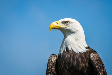 American bald eagle portrait