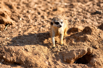 Curious and inquiring surikat or meerkat watching around © Ivan Uralsky