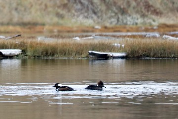 Red-breasted Mergansers at Whidbey Island