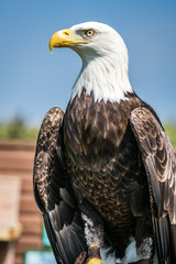 Obraz premium Bald eagle sitting on a trainer hand