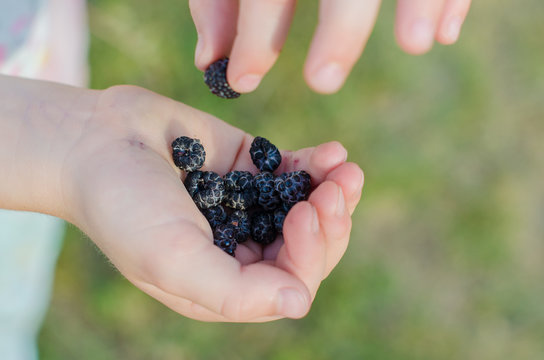 Close-up of Cumberland Black raspberries in child hands