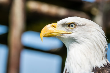 American bald eagle portrait