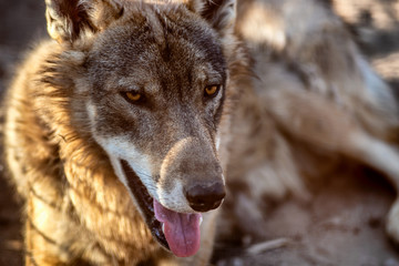 Grey Wolf Animal portrait in sunset light