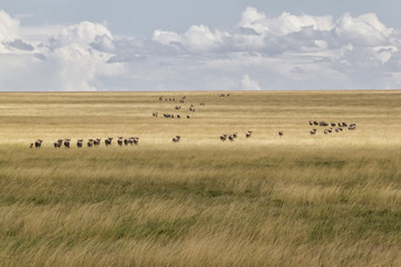 Fototapeta na wymiar Wildebeest on the run in the migraition season in the Serengeti National Park in Tanzania