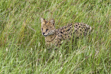 Serval hunting in the green grass of the Serengeti National Park in Tanzania