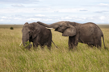 Fototapeta na wymiar Two elephant bulls on the plains of the Serengeti National Park in Tanzania