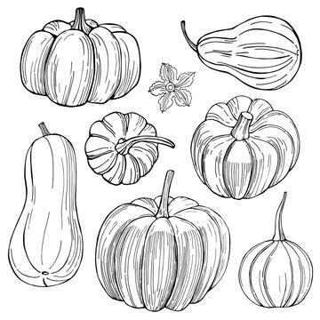 Pumpkins. Hand drawn vegetables on white background.   Vector sketch  illustration.