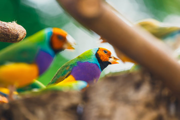 The Lady Gouldian finch, Erythrura gouldiae, close up